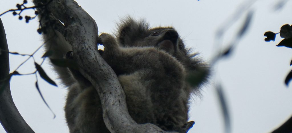 Raymond Island Australië Koala